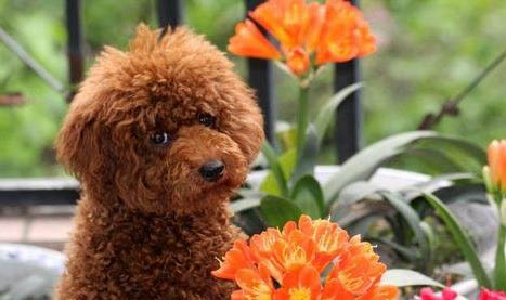 貴賓犬懷孕多久會生?
