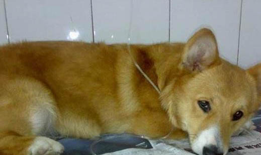 柯基犬對主人的忠誠度如何?