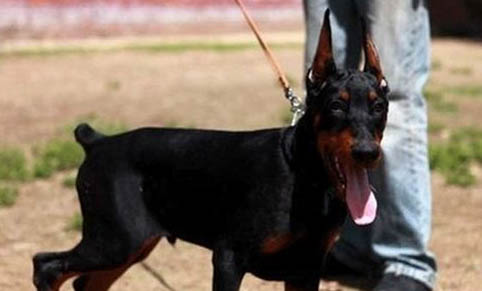 杜賓犬和比特犬哪個厲害