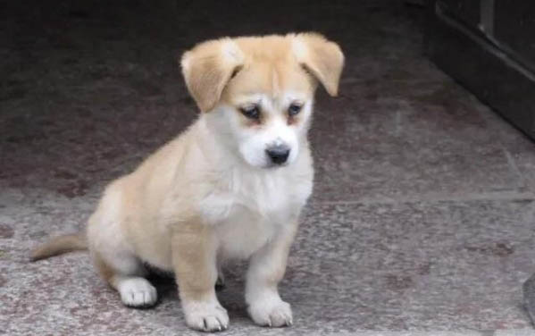 狗狗生了寶寶多久洗澡