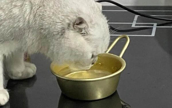 貓也會放屁嗎