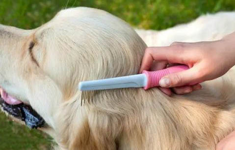 狗狗能吃烤地瓜么
