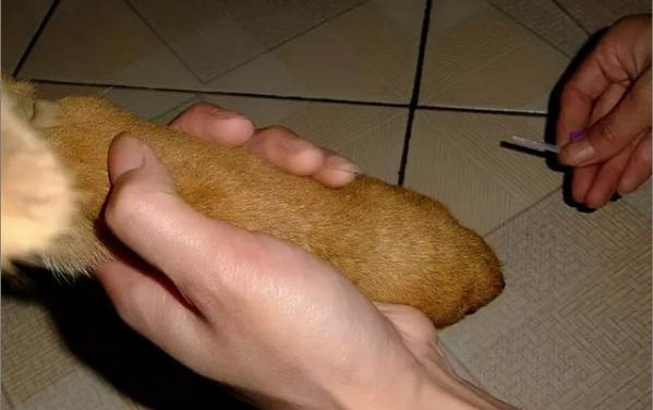 狗狗夏天總是睡覺