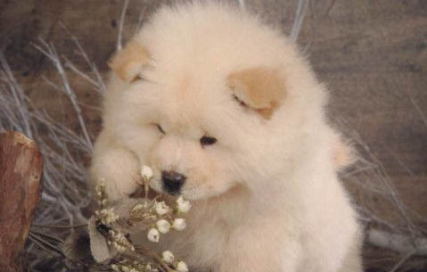 松獅犬能長多大