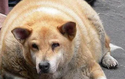 狗狗活了十二年算長壽嗎?
