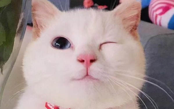 剛滿月的小貓不拉屎怎么辦