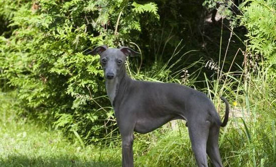 黑色靈緹犬多少錢一只