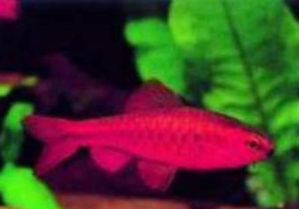 冬季夜釣一般幾點上魚