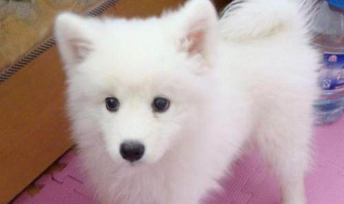 銀狐犬和薩摩耶的區別？