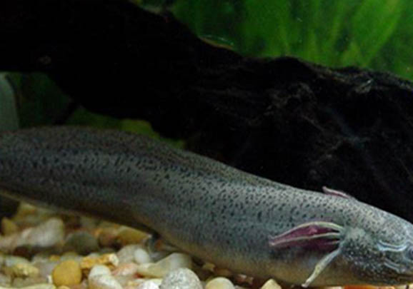 春天釣鯉魚(yú)釣多遠(yuǎn)