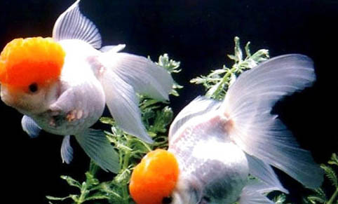 為什么孔雀魚苗養不活