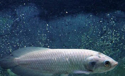 孔雀魚養多久能繁殖?