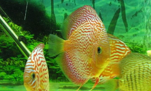 魚缸放維生素c注意事項