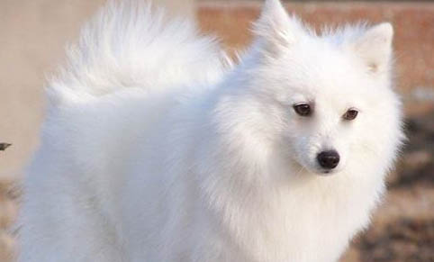 狗狗感冒有什么癥狀吃什么藥