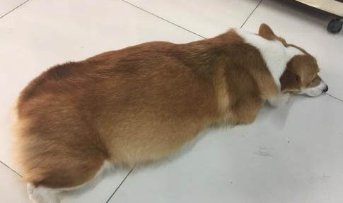 柯基小耳朵怎么辨別純不純