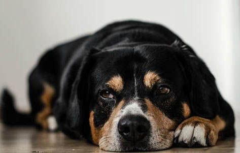 狗狗患有犬瘟的前兆