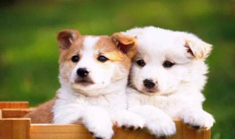 古牧幼犬價格大概多少錢一只