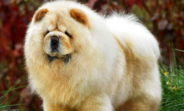 松獅犬有狂犬病毒能活多久