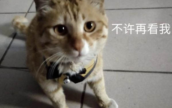 為什么貓咪總喜歡咬爪子