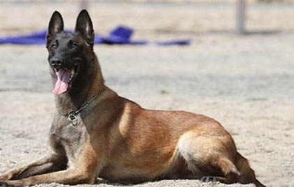 馬犬可以打獵嗎