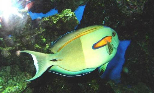 養(yǎng)魚增氧泵多少錢一臺