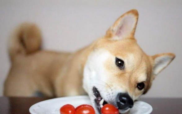狗狗拉肚子屁股紅腫