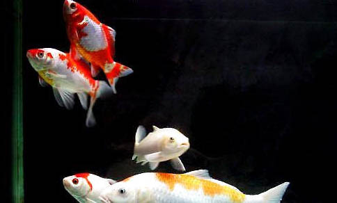 養(yǎng)金魚(yú)需要放海鹽嗎?
