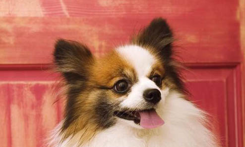 蝴蝶犬串串好養嗎,蝴蝶犬優缺點分析