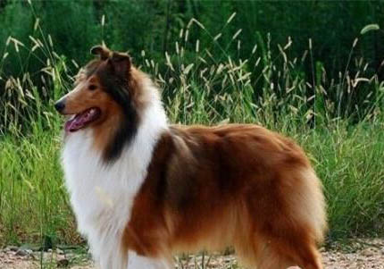 蘇格蘭牧羊犬坐月子注意事項
