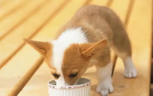 狗狗身上癢一直撓