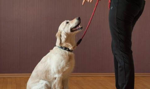中型寵物犬有哪些品種