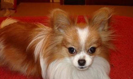 蝴蝶犬智商高嗎?