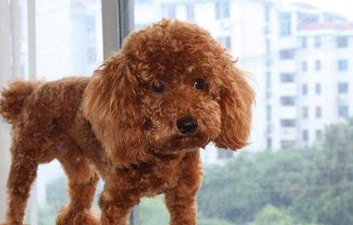 狗糧的種類都有哪些
