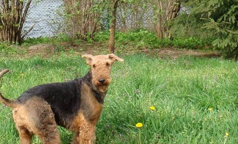 有狗狗偽狂犬病毒疫苗嗎