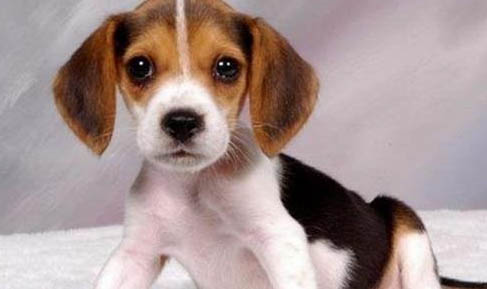 請問比格犬掉毛嗎?