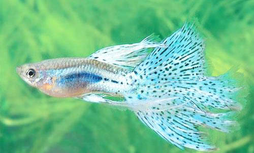 孔雀魚飼養的注意事項
