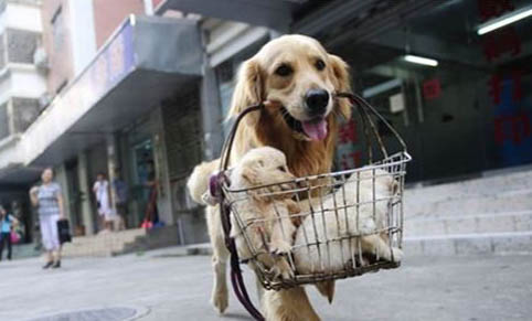 為什么金毛犬可以被選做導盲犬