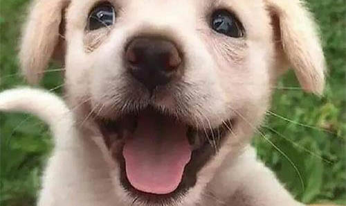 幼犬一般喝羊奶粉幾個月