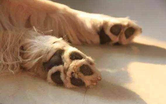 狗狗鼻子上面沒有毛了怎么回事
