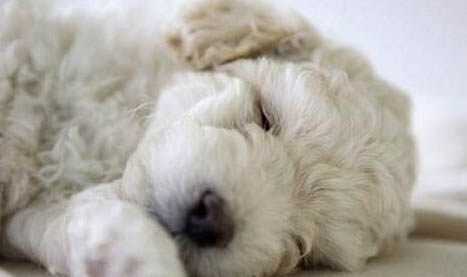 狗狗懷孕后肚子很硬怎么辦