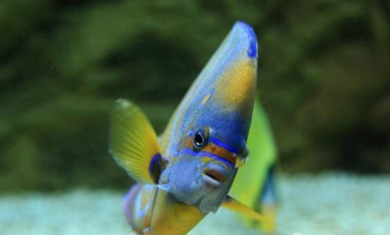 釣魚和氣壓有關嗎