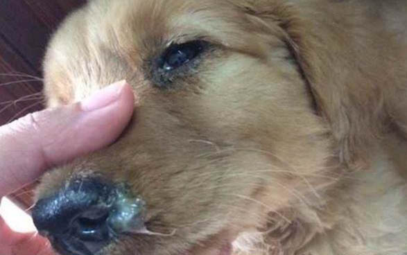 狗狗球蟲拉血是怎么回事?