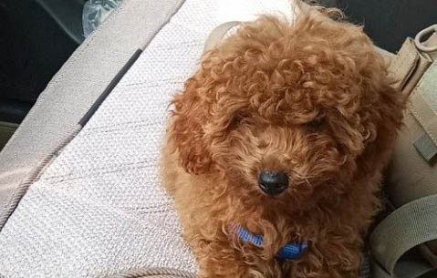 泰迪犬口臭厲害怎么解決