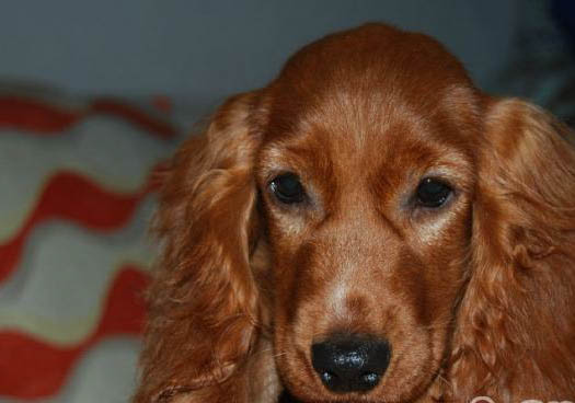 英國可卡犬和美國可卡犬的區別