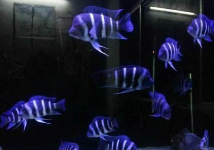 怎么看孔雀魚是否要生了