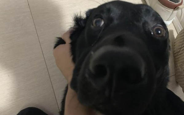 狗狗得肺炎應該打什么針