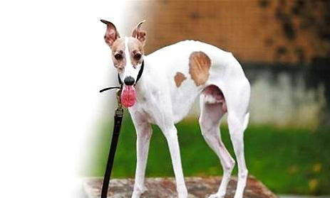比特犬和藏獒哪個厲害?