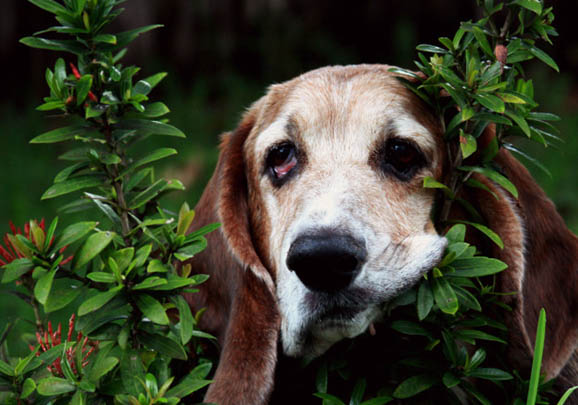 比格犬和巴吉度哪個好