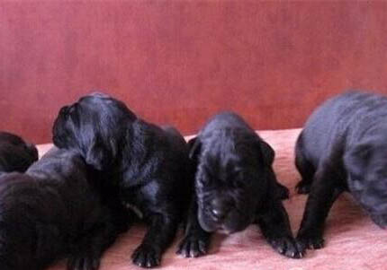 氣質(zhì)絲毫不輸藏獒的卡斯羅犬多少錢一只?