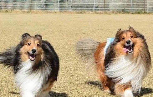 喜樂蒂牧羊犬老掉毛的原因及處理方法